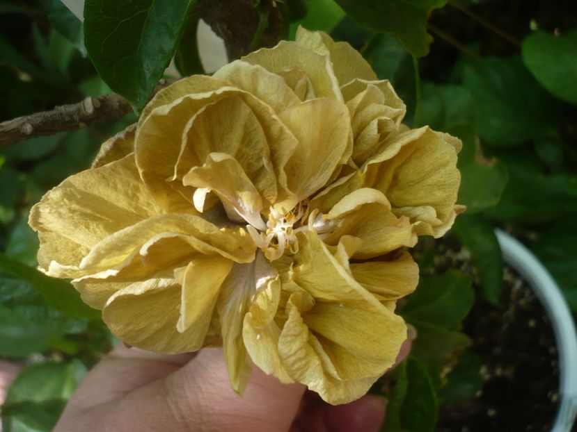 P1450180 - HIBISCUSI 2020-2