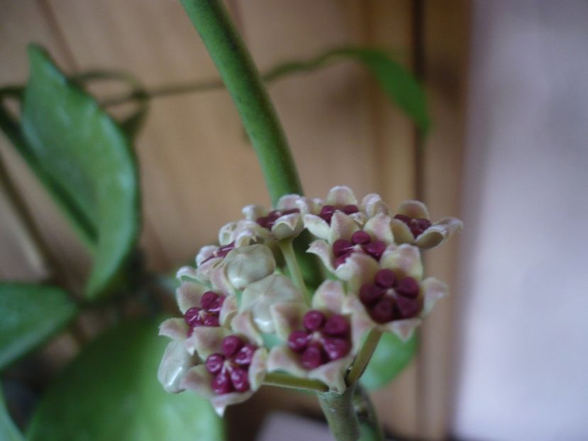 P1450166 - HOYA 2020-1