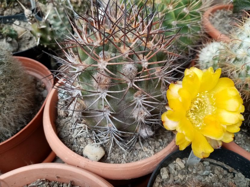  - Cactusi suculente 2020