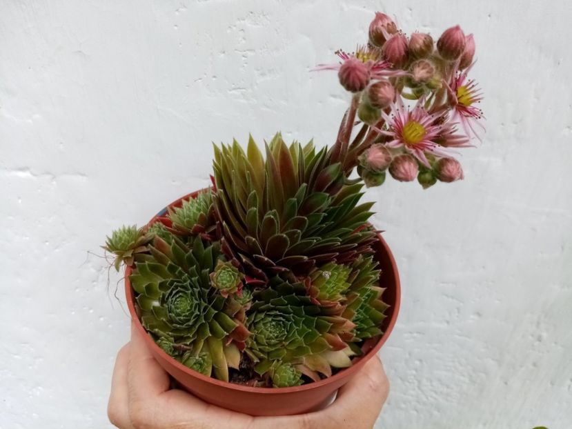  - Cactusi suculente 2020