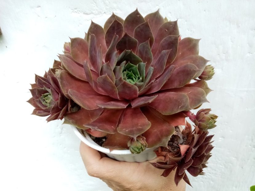  - Cactusi suculente 2020