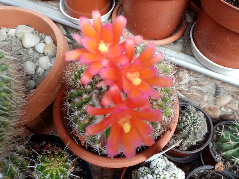  - Cactusi suculente 2020
