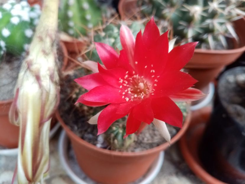  - Cactusi suculente 2020