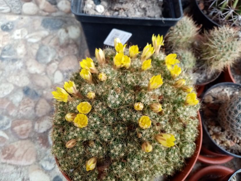 - Cactusi suculente 2020