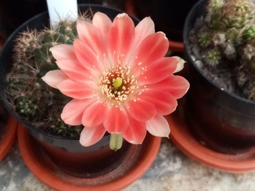  - Cactusi suculente 2020