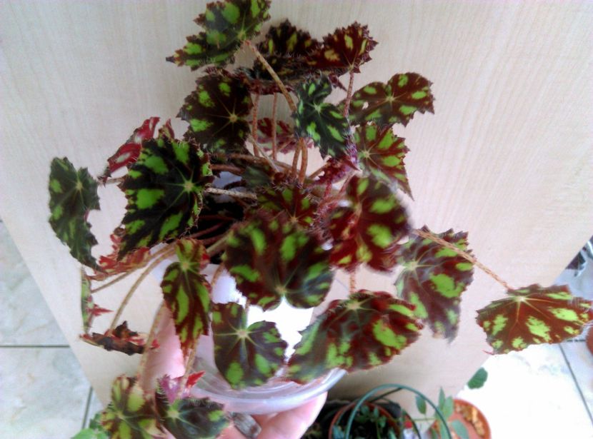  - Begonii decorative prin frunze