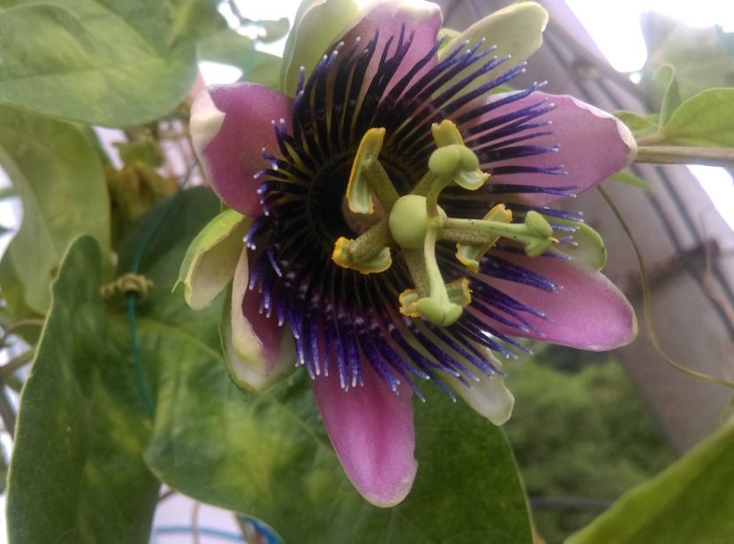  - Passiflora 2020