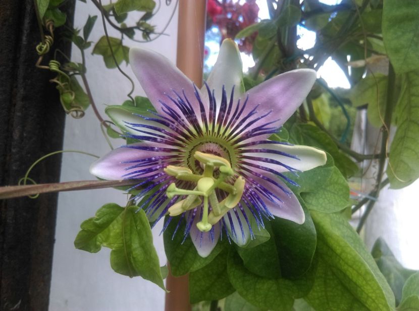  - Passiflora 2020