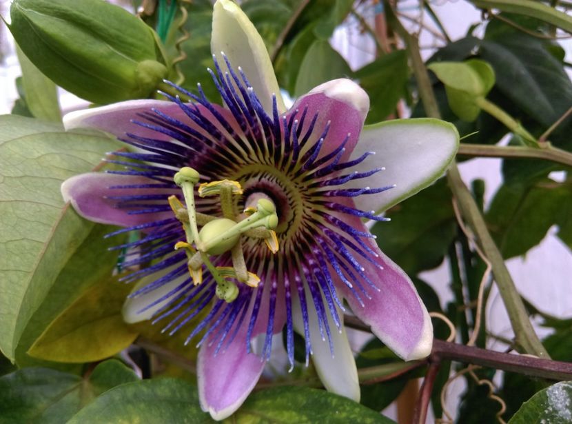 - Passiflora 2020