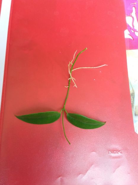 Buoti 1 - 00 provizoriu