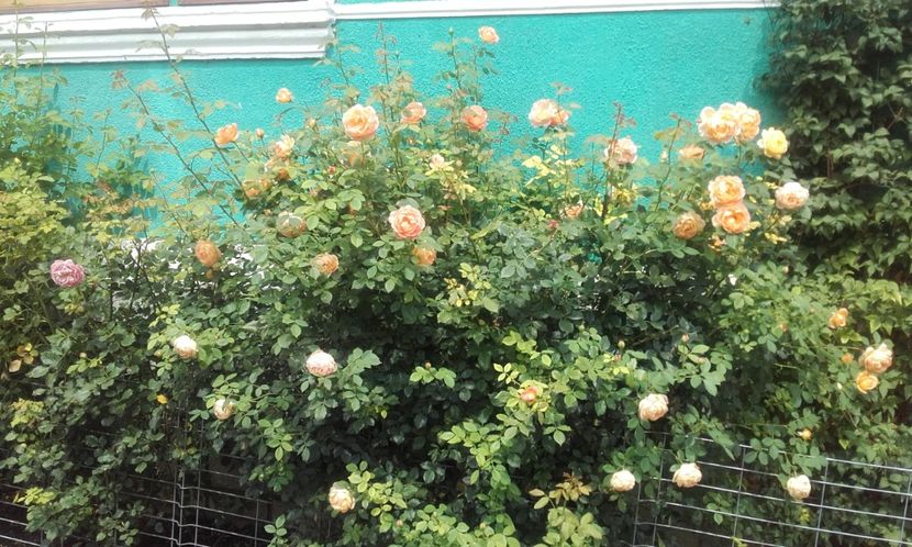 27 07 2020 - Lady of Shalott