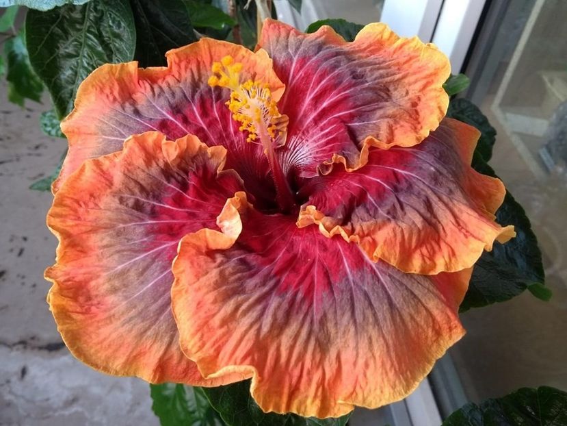  - Tahitian Purple Passion