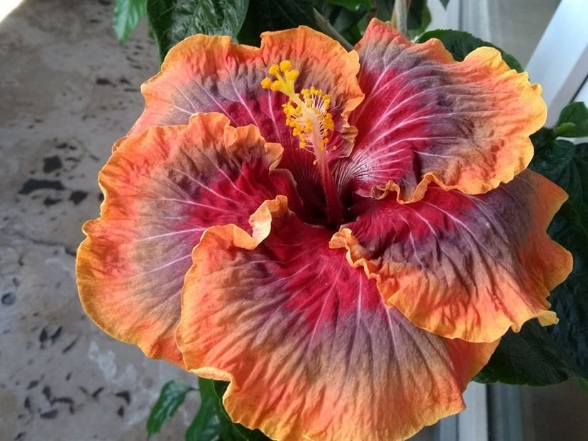  - Tahitian Purple Passion