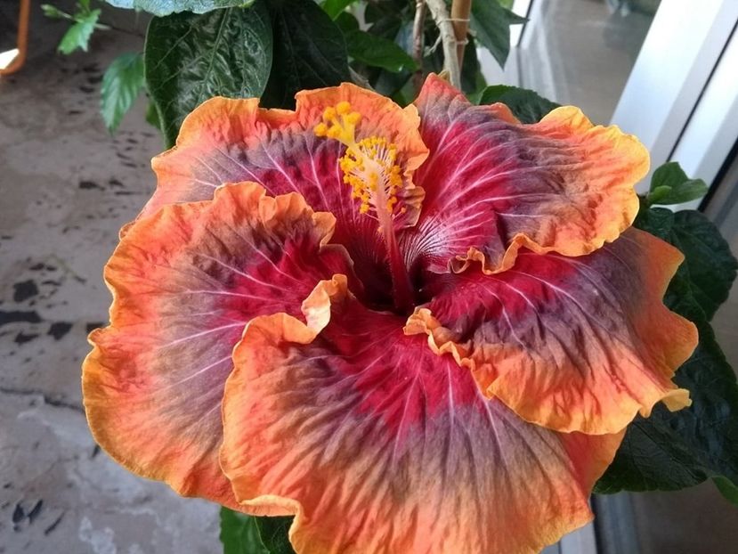  - Tahitian Purple Passion