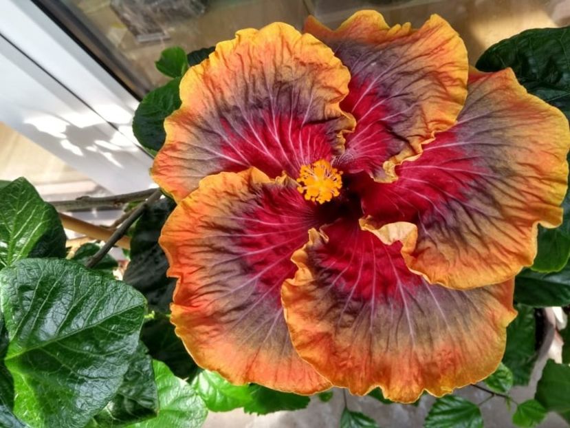  - Tahitian Purple Passion