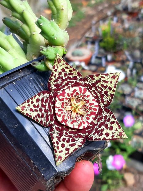  - Orbea variegata