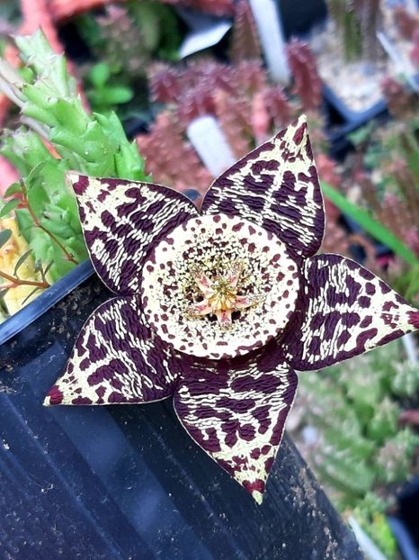  - Orbea variegata