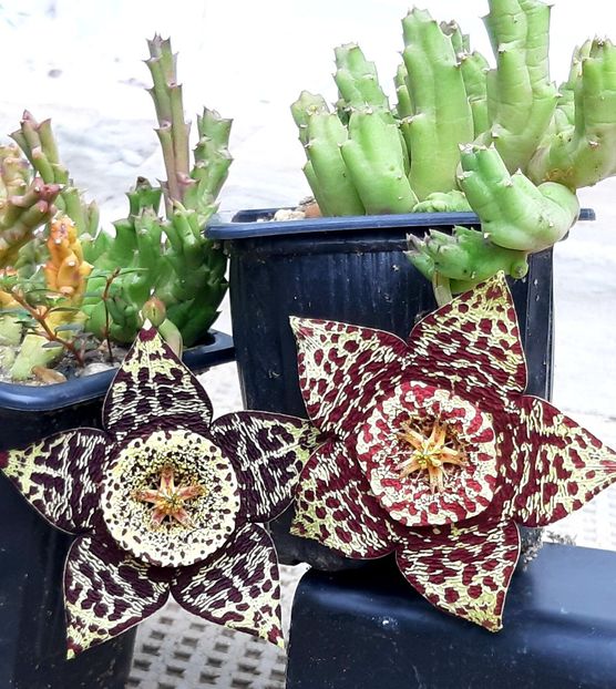  - Orbea variegata