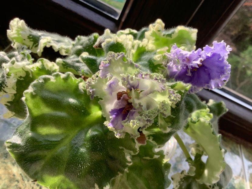 F05CD4AC-778F-4D1A-9E8E-62B614230344 - Ma s Fat Froggie