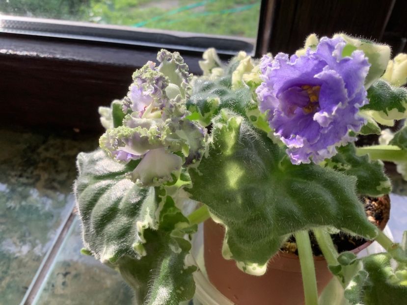 1105C974-C8E9-4EE9-9D38-606C08202902 - Ma s Fat Froggie