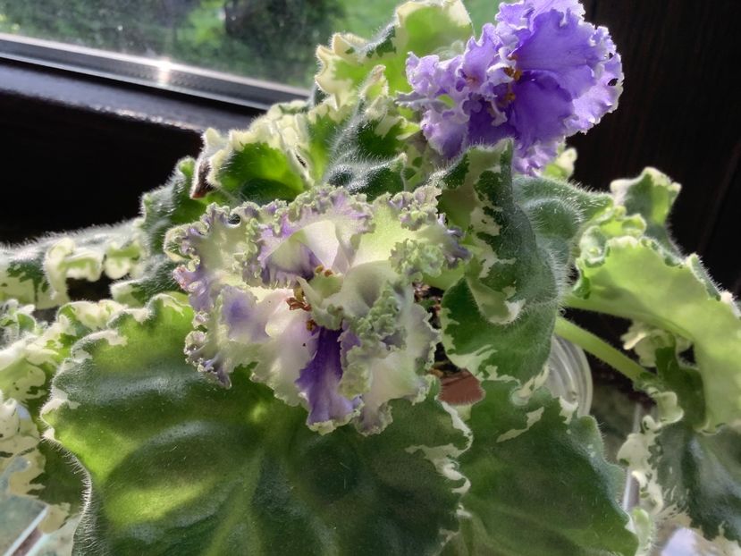 D998F1FE-126E-407B-96B7-08D216A355A4 - Ma s Fat Froggie