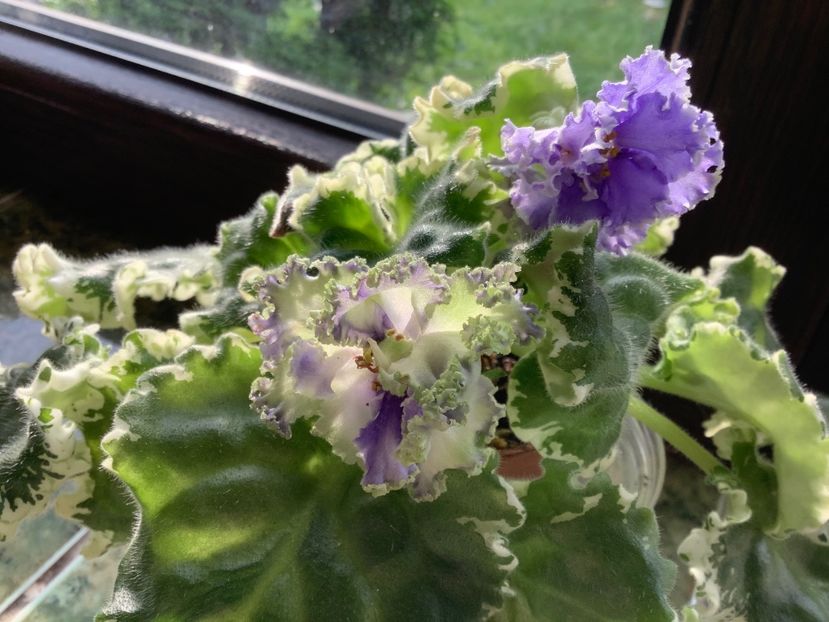 9D35DE94-7B81-4D55-9ED5-50AE21C0CA2C - Ma s Fat Froggie