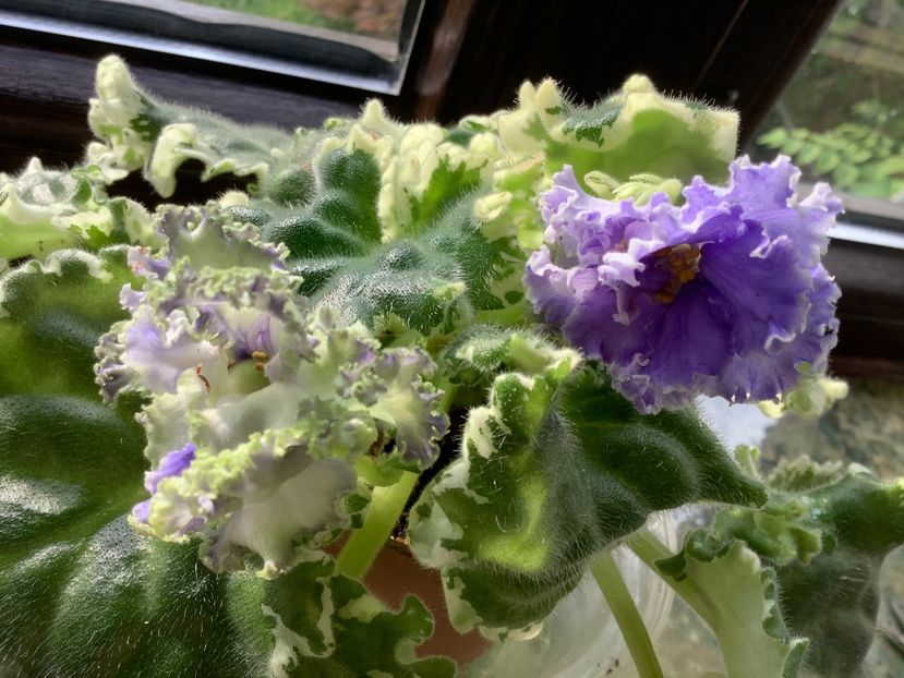 C9F22CE6-2317-474A-AC80-4AE694F3EE01 - Ma s Fat Froggie