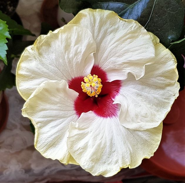  - Hibiscusi