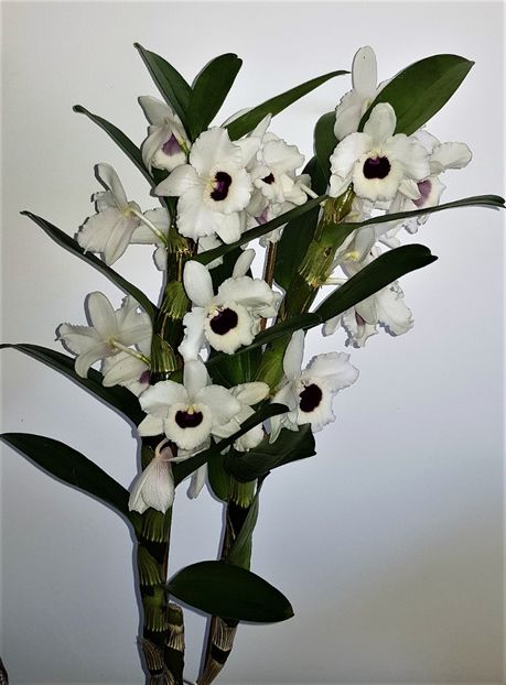  - Dendrobium nobile