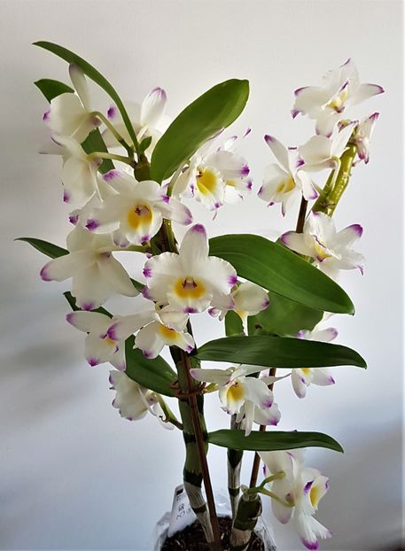 - Dendrobium nobile