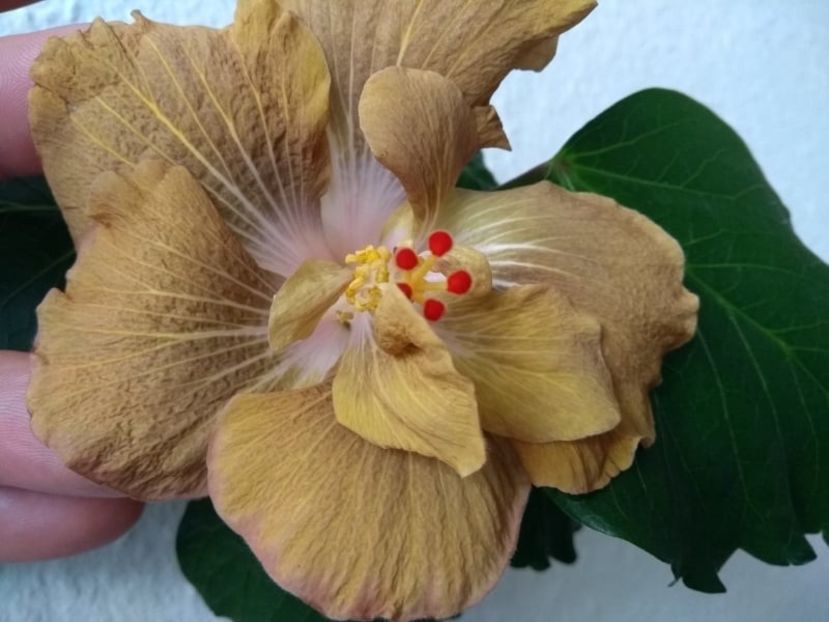 5 - Hibiscus din seminte 2020-2021