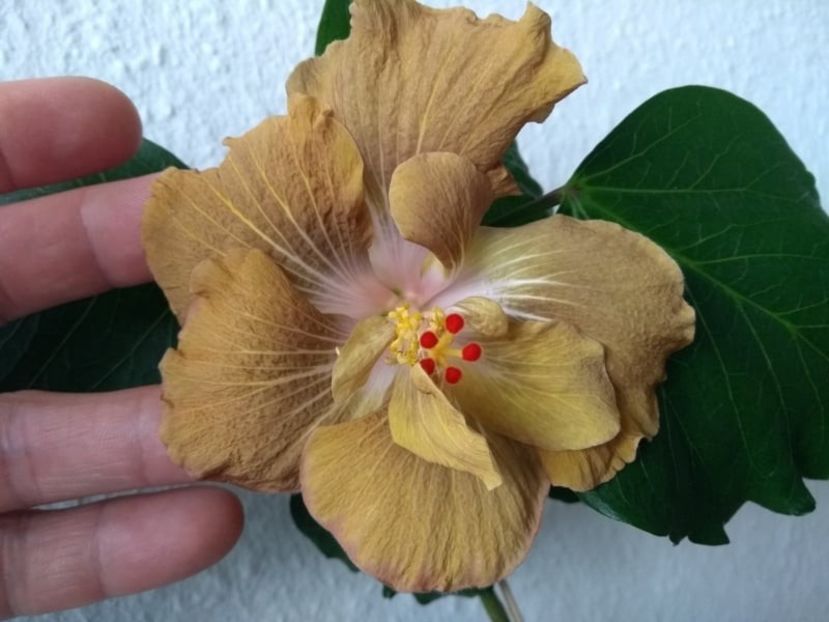  - Hibiscus din seminte 2020-2021
