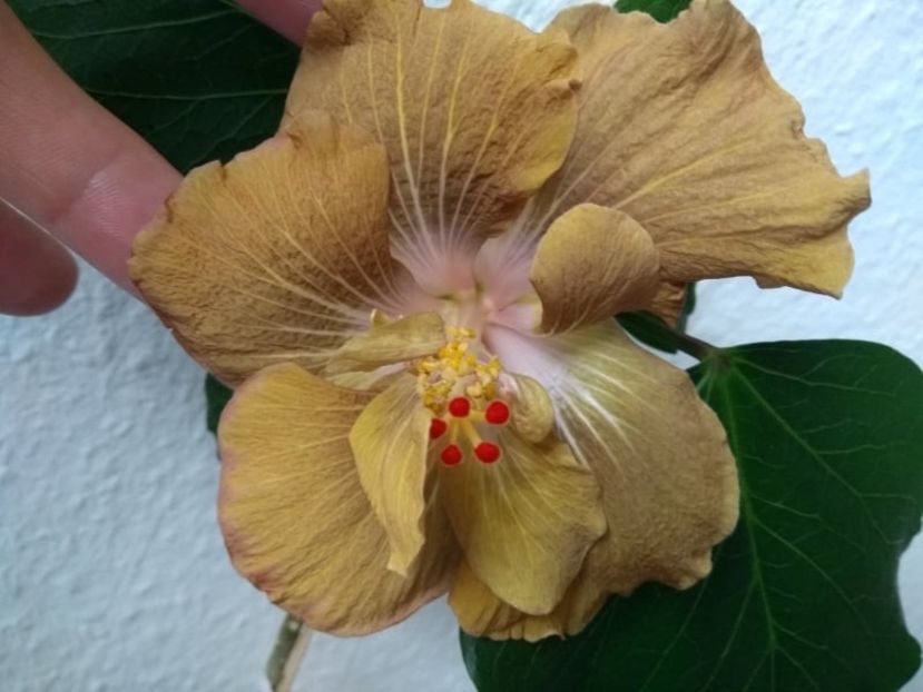  - Hibiscus din seminte 2020-2021