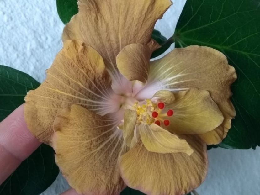  - Hibiscus din seminte 2020-2021