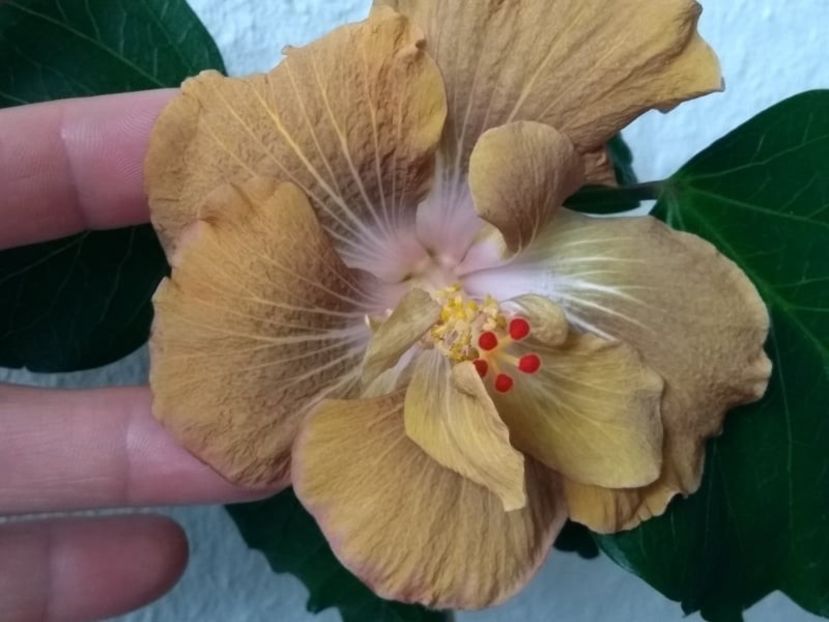  - Hibiscus din seminte 2020-2021