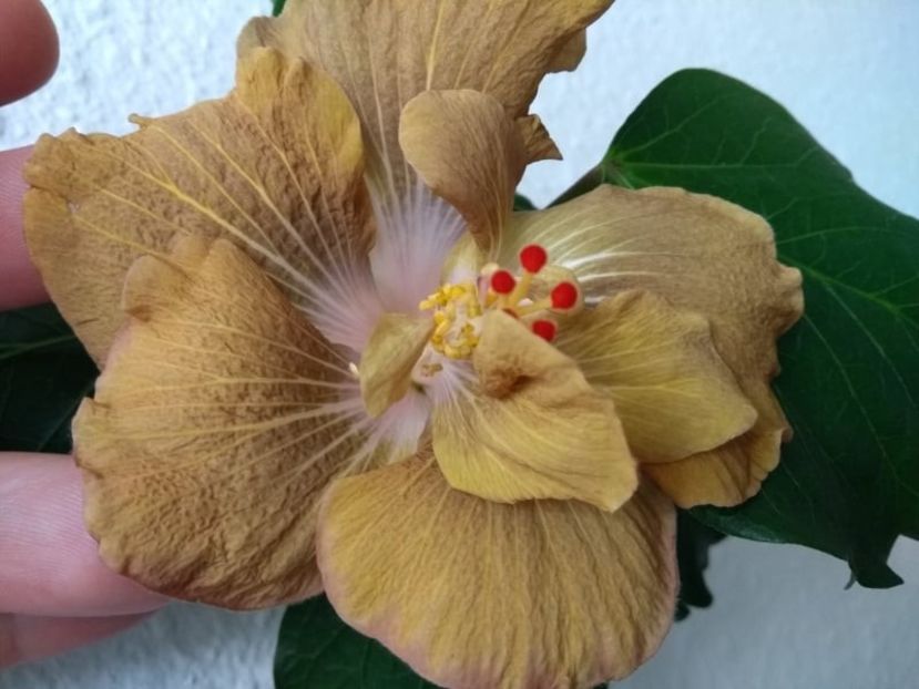  - Hibiscus din seminte 2020-2021
