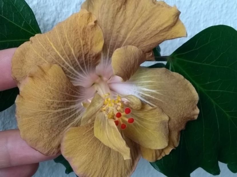  - Hibiscus din seminte 2020-2021