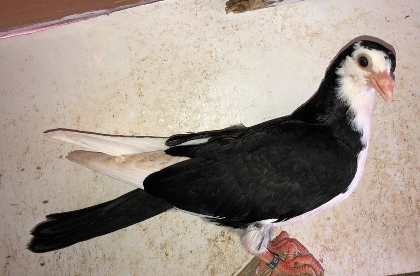 8766  mascul  2020 - Plecați ALBUM 3