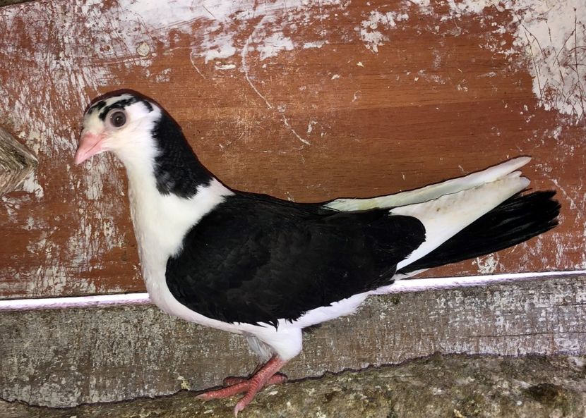 8717  femelă  2020 - Plecați ALBUM 3