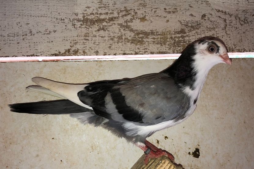 8658  femelă  2020 - Plecați ALBUM 3