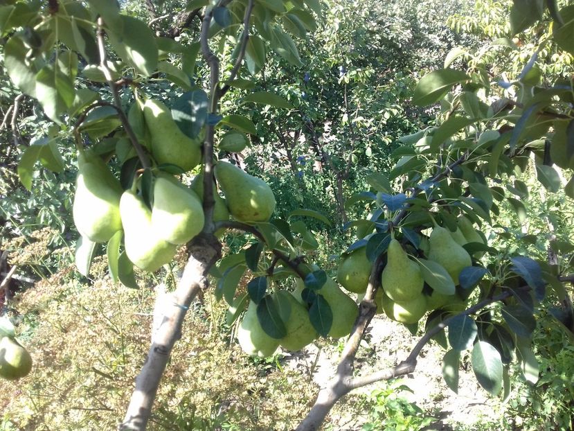 Anul 3 după altoire - Ilonka