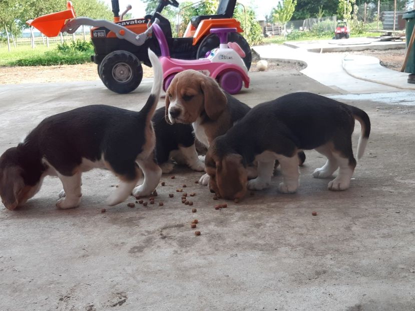  - 4-beagle de vanzare