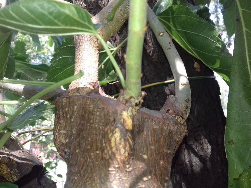 Sus scoarță terminal - altoiri 2020