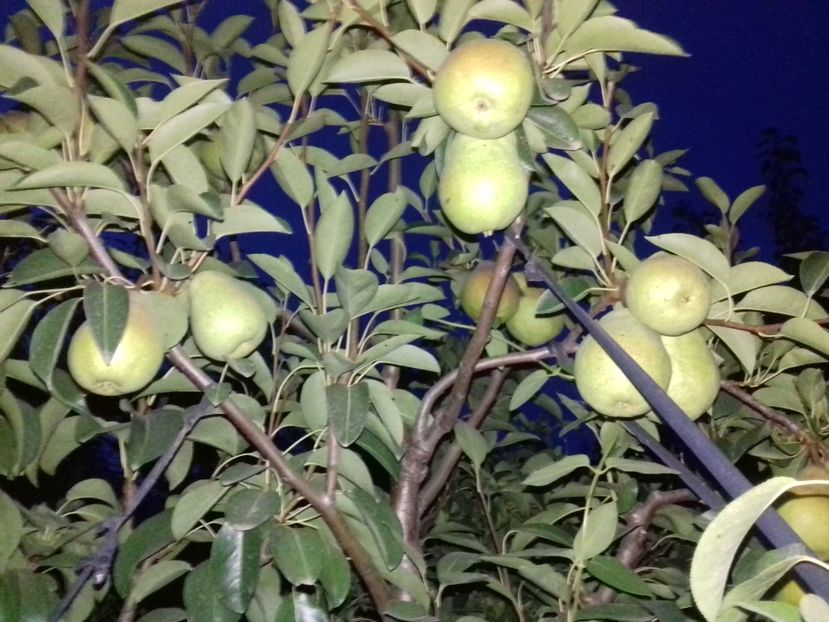 Vedere altoire pe ax anul 2 dupa altoire - Viorica