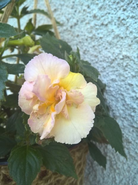  - Yellow English Rose