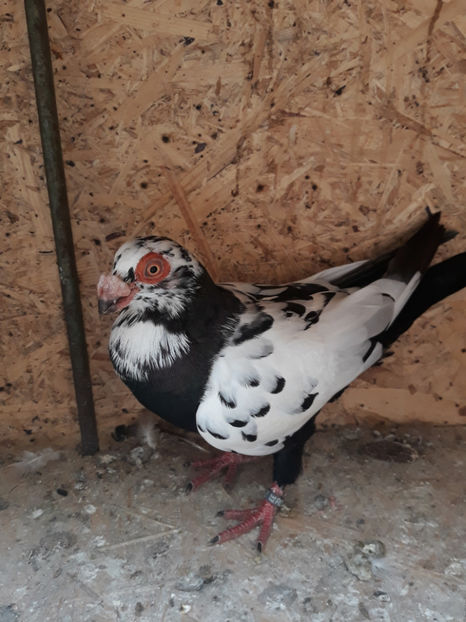 F - Indian german 2020