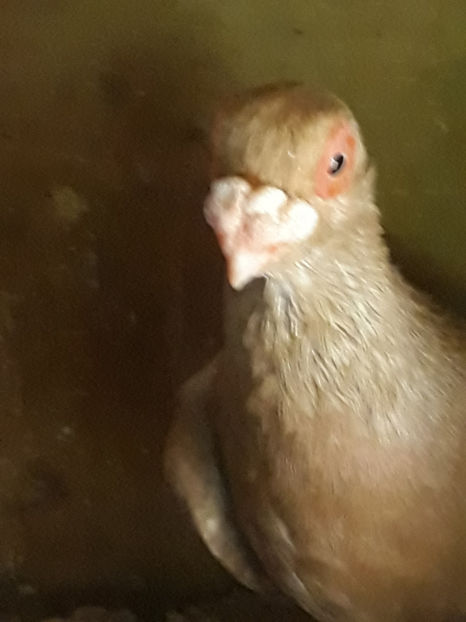 M - Indian german 2020