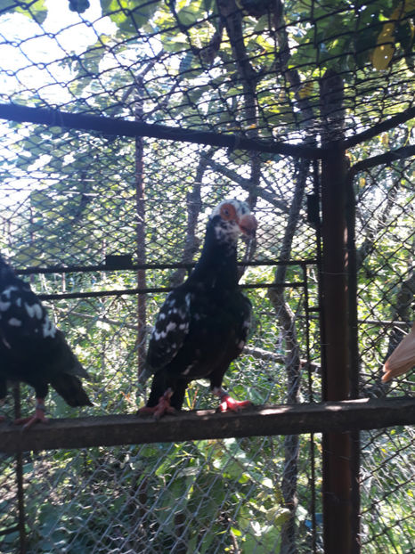 F - Indian german 2020