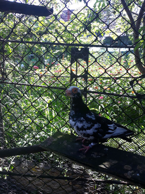 F - Indian german 2020