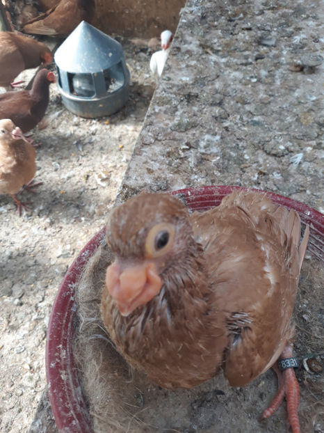  - Indian german 2020